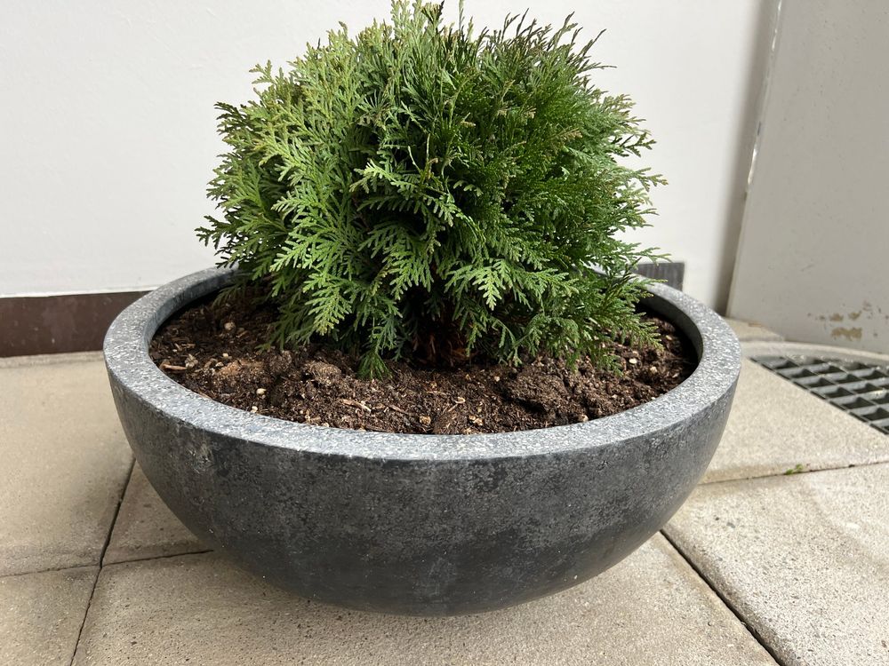 thuja d8 Thuja Private Jet&trade; Arborvitae – Wayside Gardens main image 1