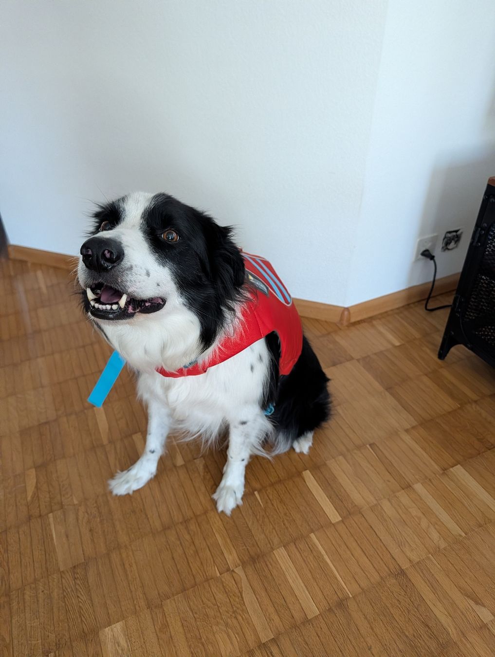 Ruffwear Giubbotti di salvataggio: Ruffwear Hundeschwimmweste Grösse M Float Coat Dog Jacket – Usato da Liestal venduto da sar_jx8k 6