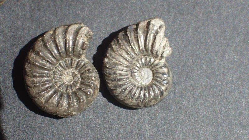 Fossiles: 5 Pyrit Ammoniten Frankreich – D'occasion à Rickenbach BL par Oktober68 1
