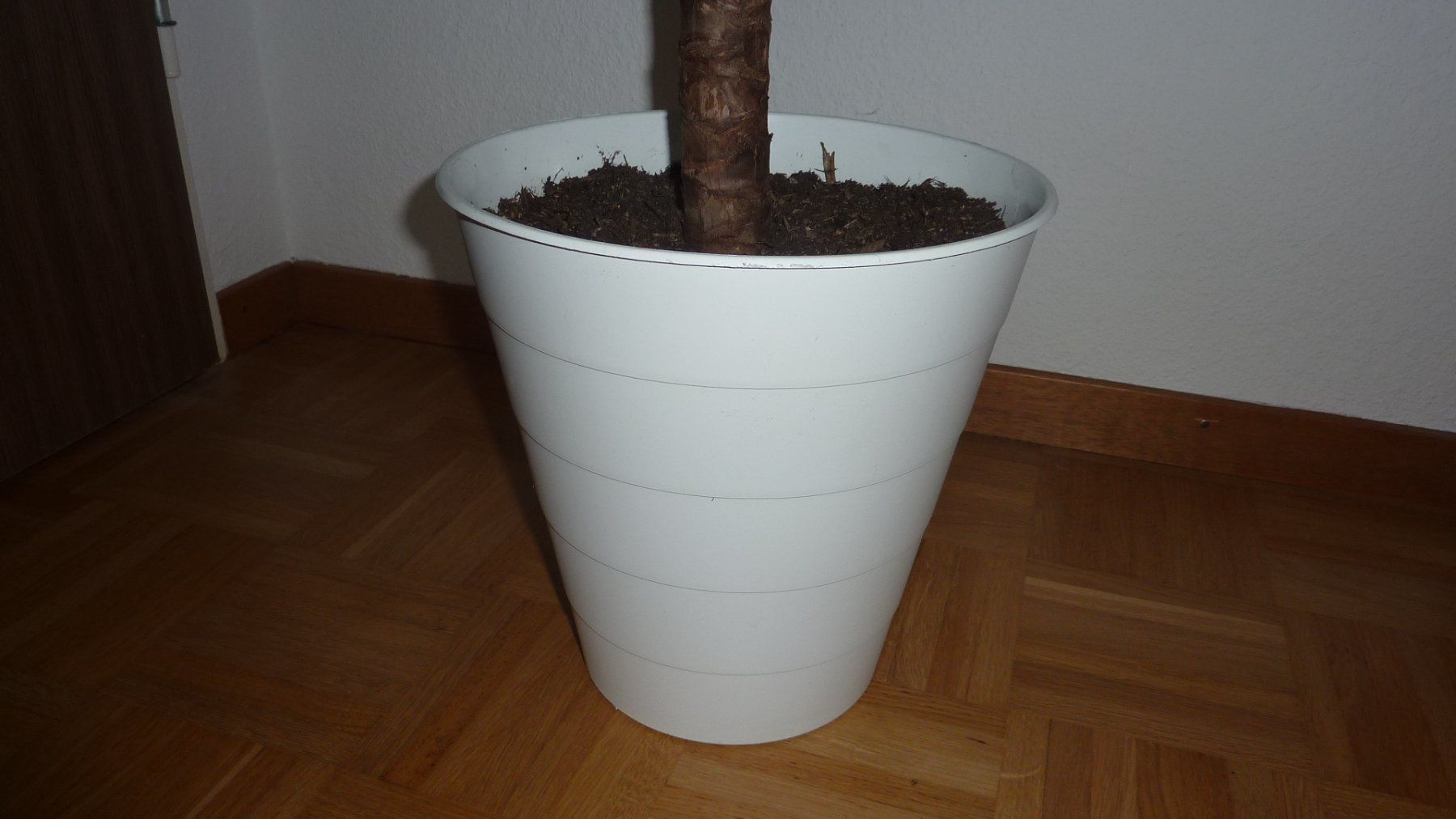 Plantes & graines: jucca  palme – Neuf (Voir description) à Füllinsdorf par pmarkus 3