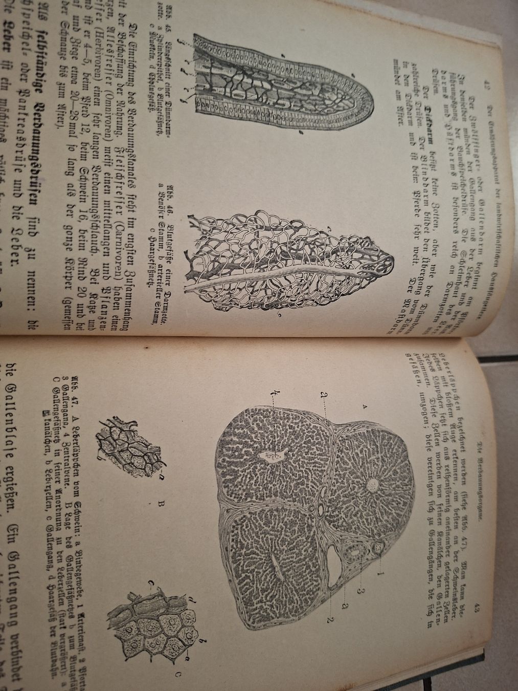 Libri: Bau und Leben – Usato da Meierskappel venduto da rigihans 5