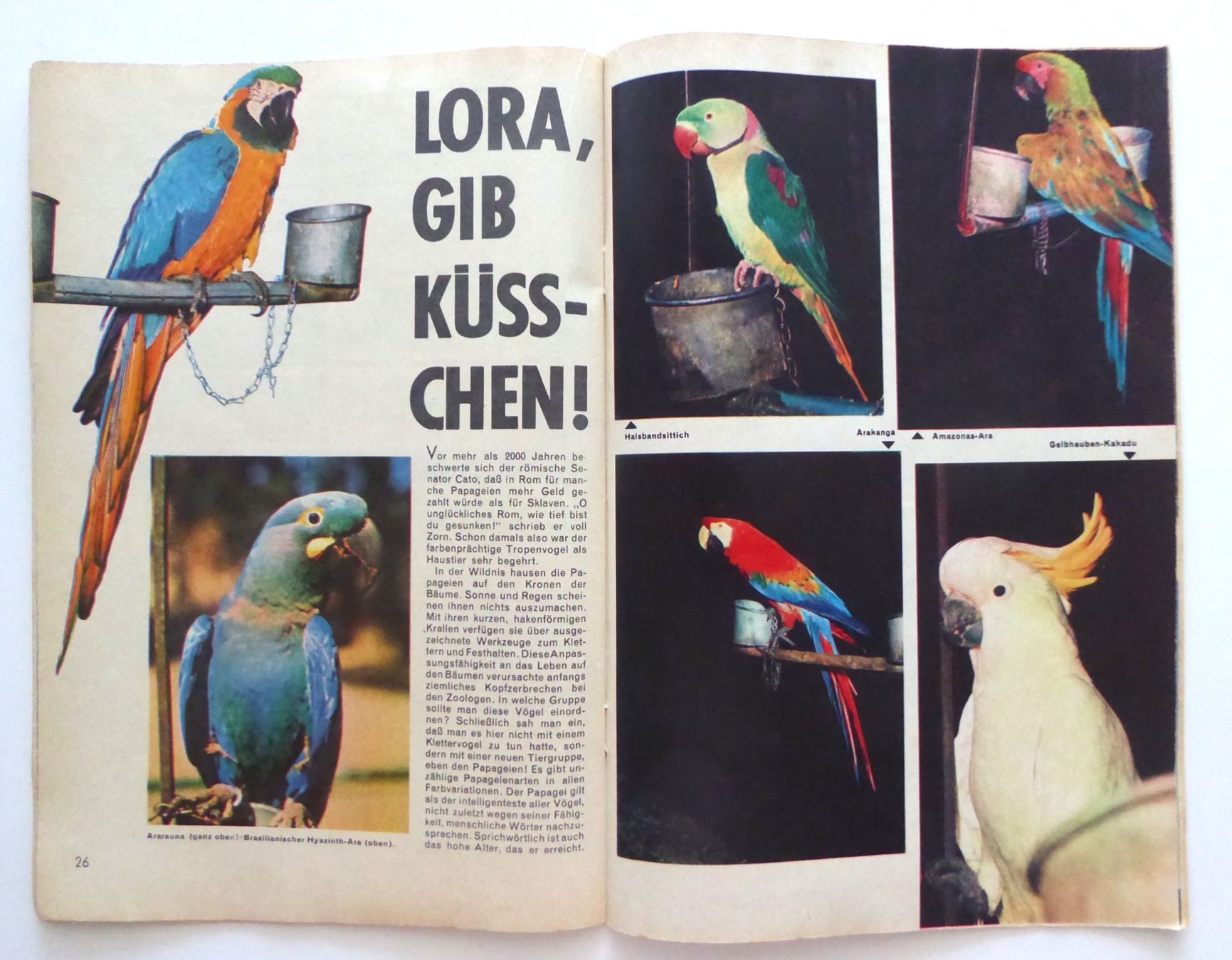 Fumetti: WD Micky Maus Heft Nr. 40 vom September 1961 – Usato da Aesch BL venduto da Kauri1 6