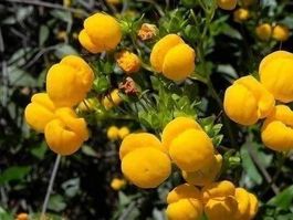 FLEURS AU PANTOUFFLES +CADEAU RARE