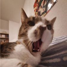 Profile image of Pawfsy