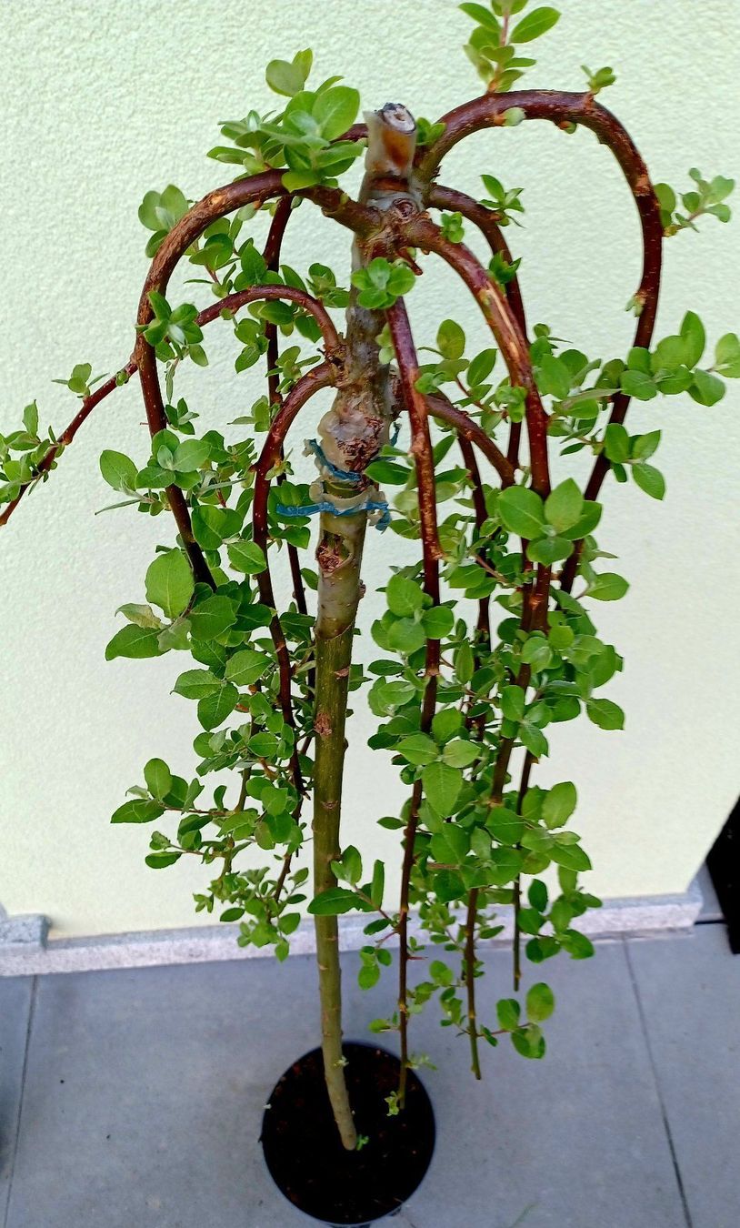 Piante & sementi: 50 cm Hängeweide SALIX CAPREA KILMANROCK – Nuovo e nell'imballaggio originale da Rovio venduto da POSITIFFARTandPLANTS 1