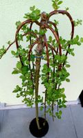 XXL 150 cm Hängeweide SALIX CAPREA KILMANROCK 🌳 XXL