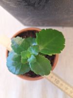 Kalanchoe blossfeldiana, Flammendes Käthchen