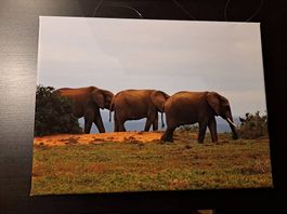 Elefanten - Wandbild 30×40cm - Abholung 8404