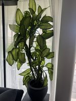 Zimmerpflanze Dieffenbachia im Topf