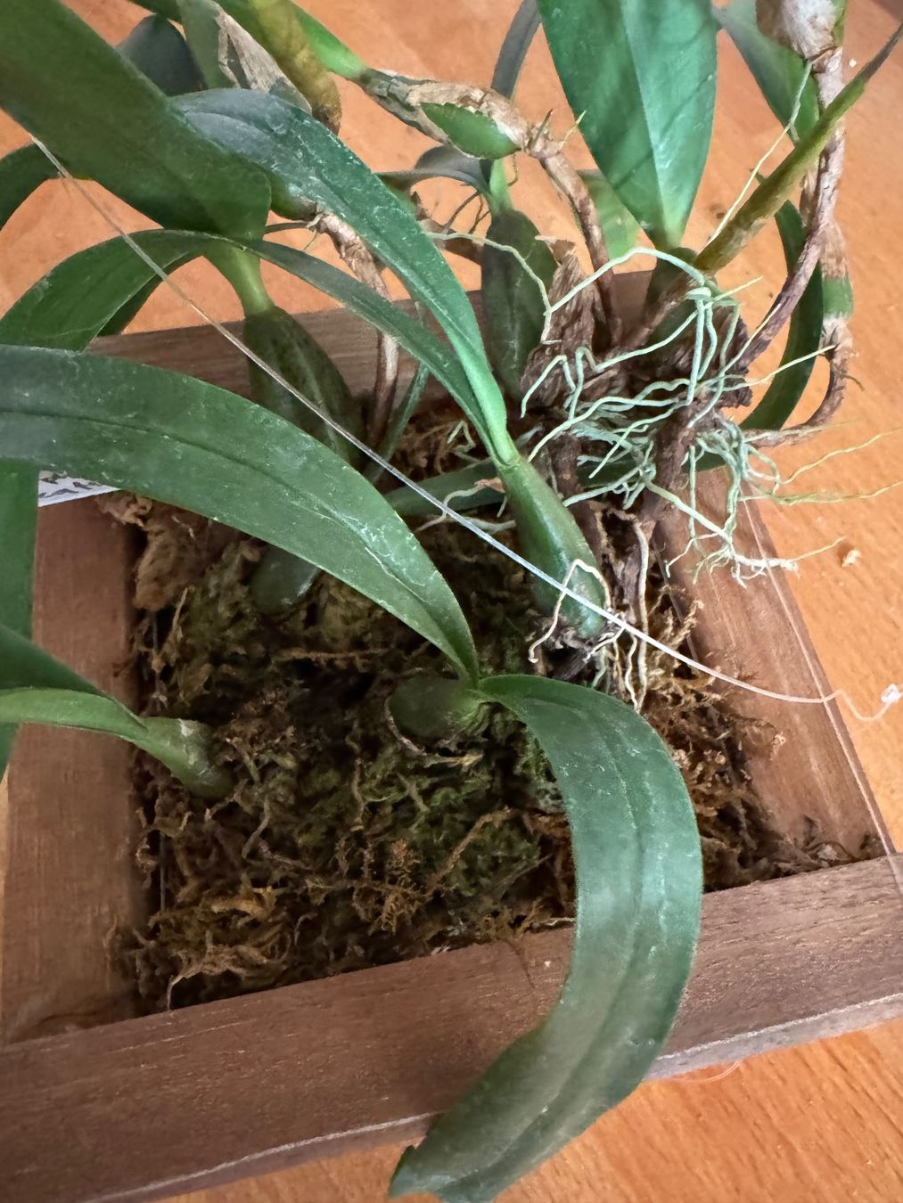 Plantes & graines: Bulbophyllum falcatum – D'occasion à Männedorf par mrclst 4