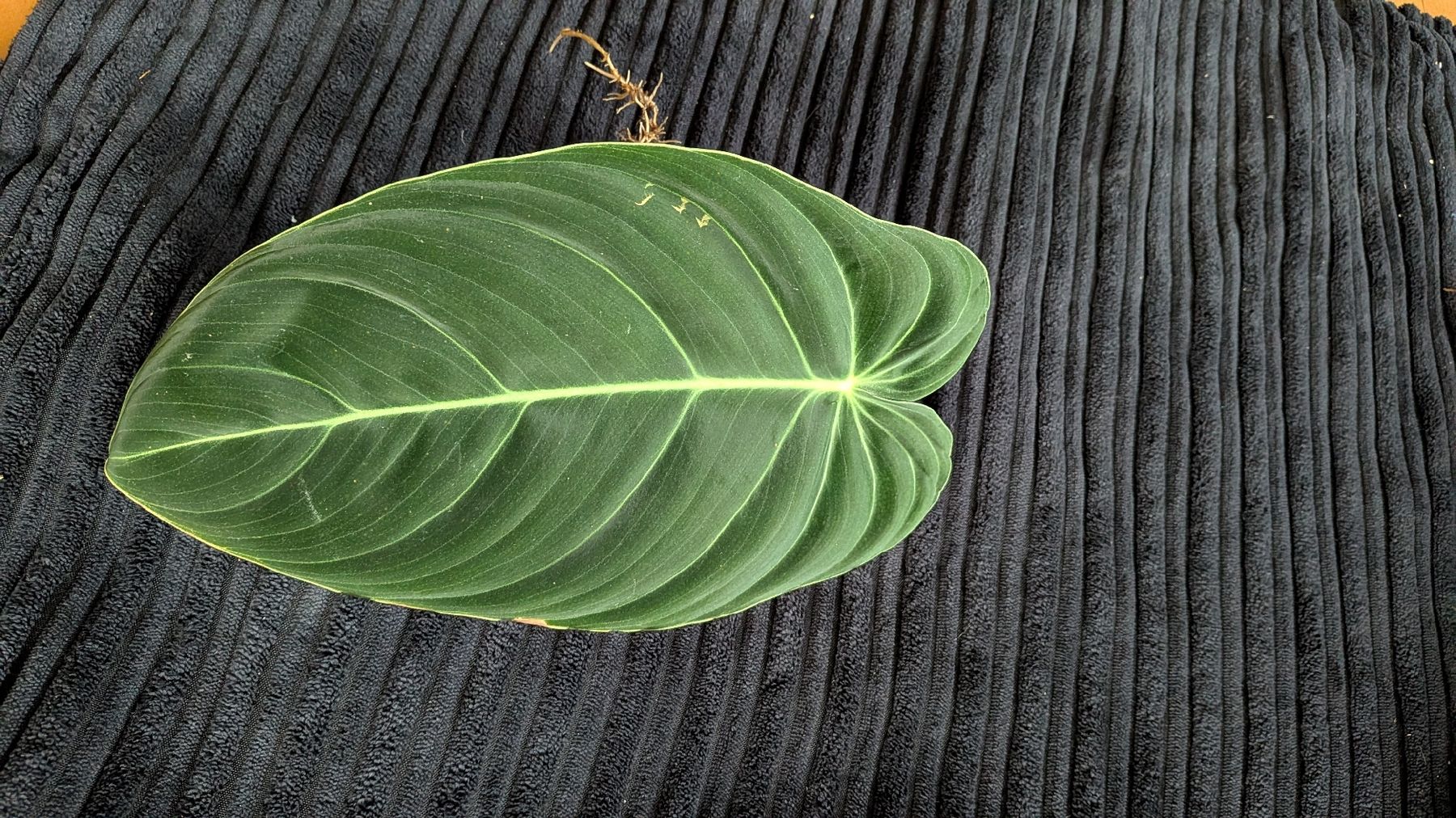Plantes & graines: Philodendron Melanochrysum Steckling – D'occasion à Altbüron par luc_b7f5