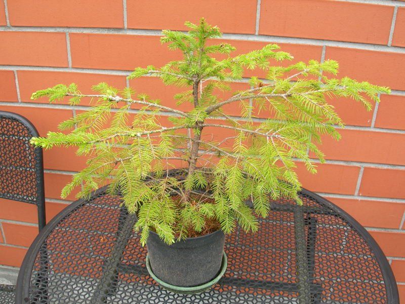 kleiner Nadelbaum (Fichte?) für den Garten, Höhe ca. 60 cm. Kaufen
