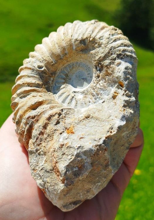 Wunderschöner Ammonit aus Marokko Kaufen auf Ricardo