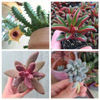 Verschiedene Sukkulenten Stecklinge 🌵🪷🌿