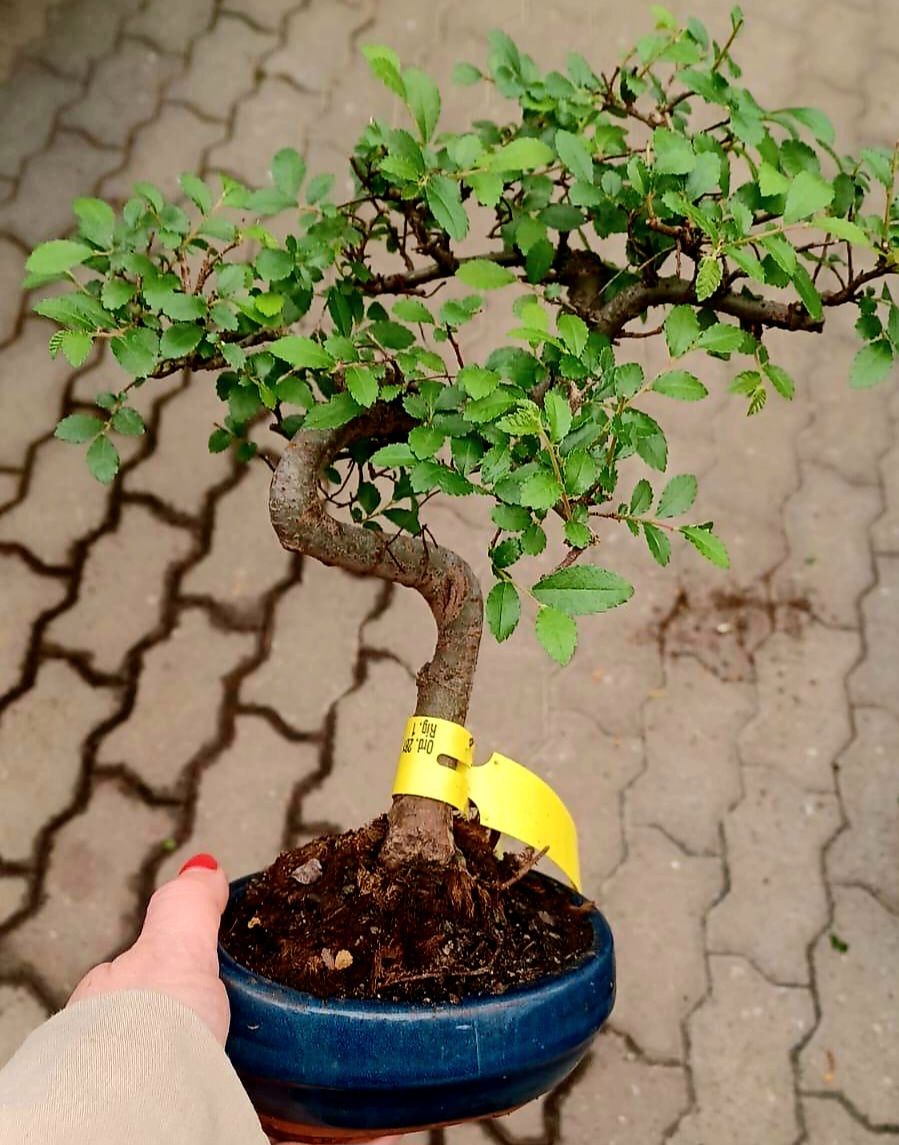 Bonsai ZELKOVA 25-35 cm hoch, im Keramiktopf einfach pflegen (Neu und  originalverpackt) in Rovio fr CHF 79  mit Lieferung auf Ricardo kaufen