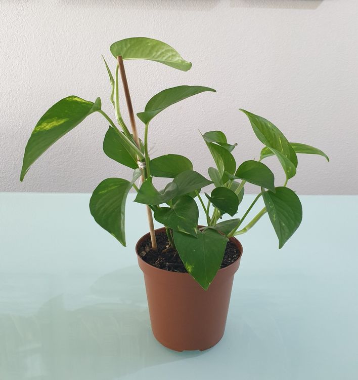 Pflanze Efeutute Epipremnum Pothos 34 cm Kaufen auf Ricardo