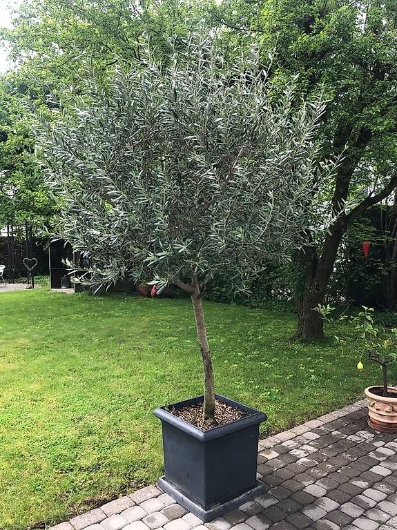 Piante & sementi: Olivenbaum in Kübel – Usato da Münsingen venduto da Moser99 1