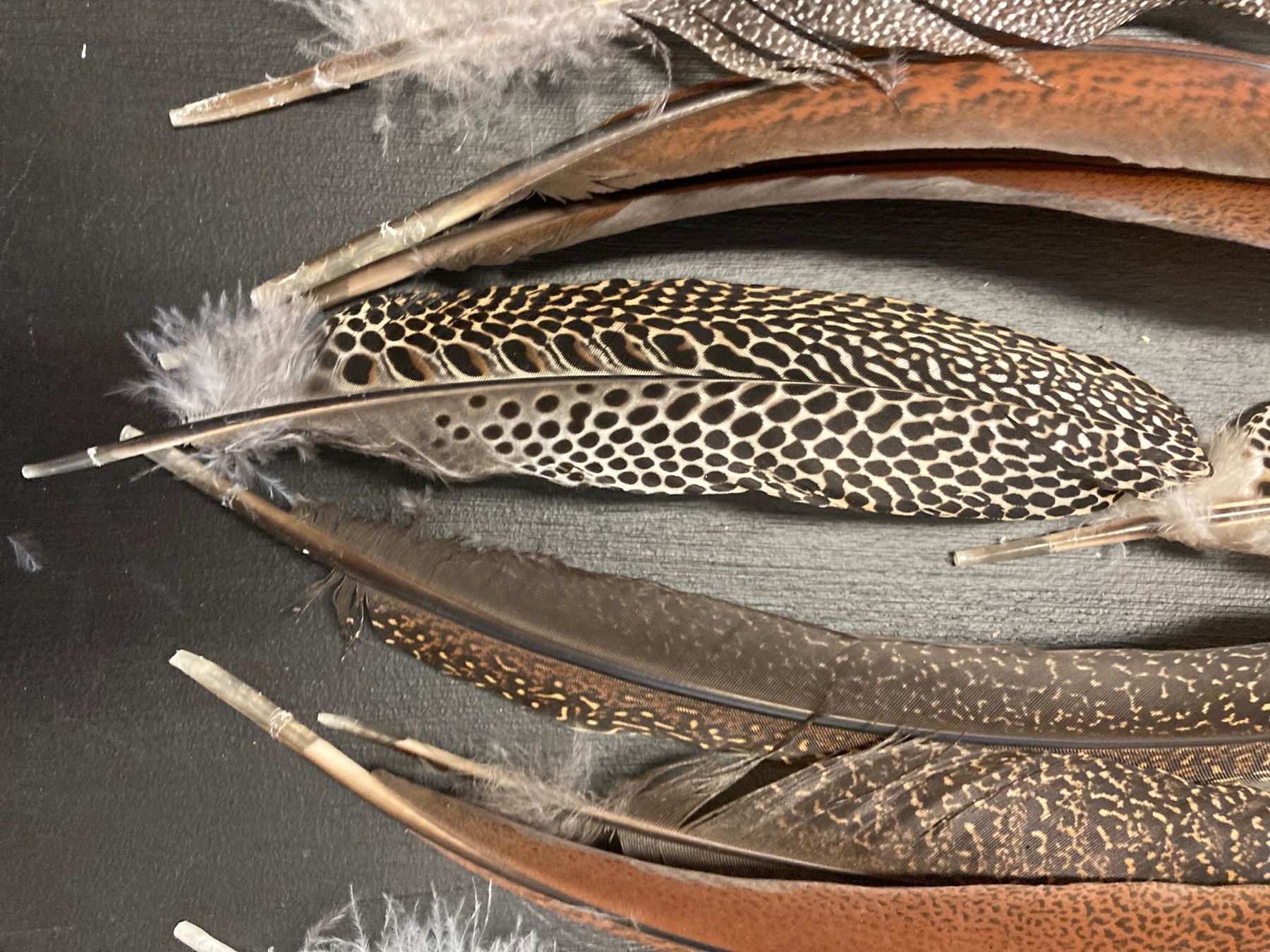 Welt der Tiere: Diverse Federn – Gebraucht aus Grosswangen von arum01 1