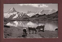 BACHSEE bei Grindelwald - Kühe - 1949