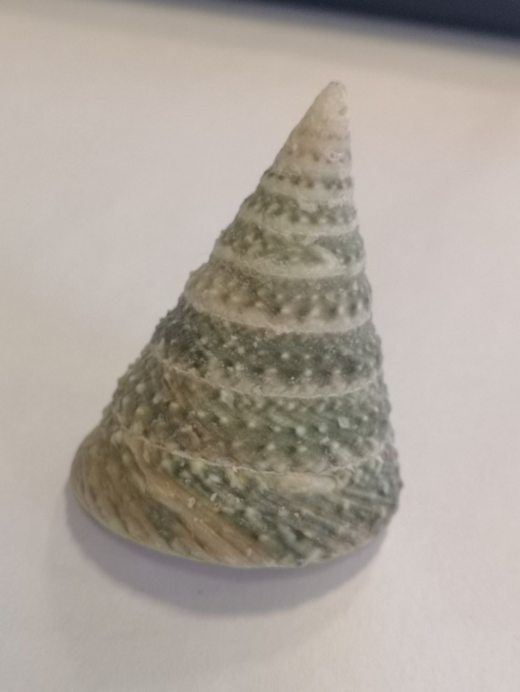 Fossilien: Tectus Triserialis Muschel TROCHOIDEA TEGULIDAE Shell 5,6cm – Neu (gemäss Beschreibung) aus Kloten von Asiatica 1