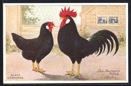 Hühnerrasse Black Leghorns, Hahn und He