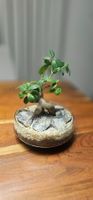 Bonsai Pflanze im Glas mit Steinen guter Zustand