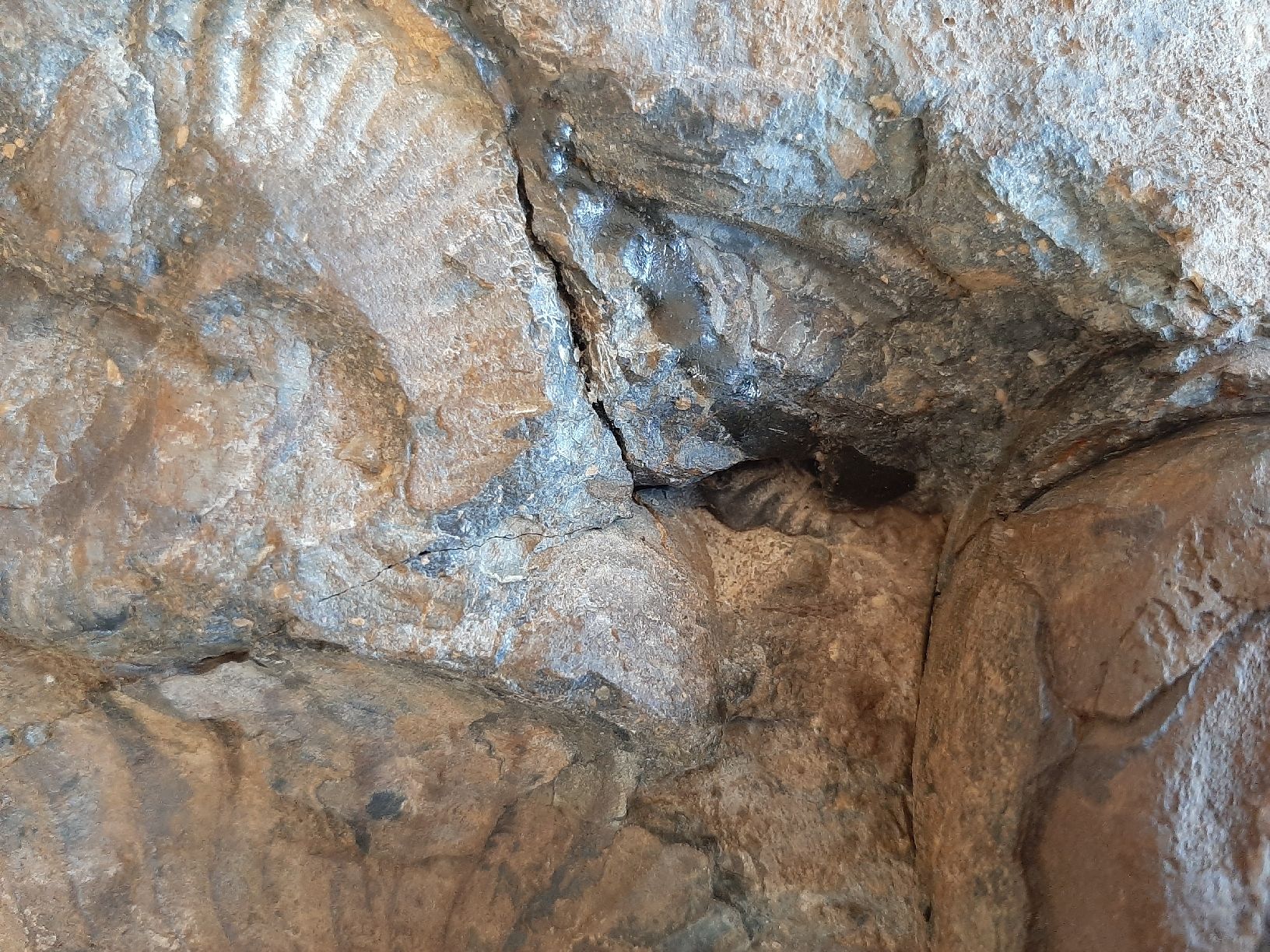 Fossili: Schöner Nautilus – Usato da Rickenbach BL venduto da Oktober68 9