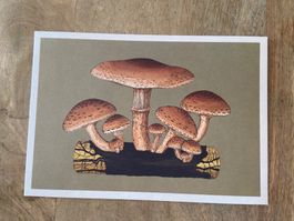 AK neu Illustration Pilz Royal Botanic Gardens Fungarium