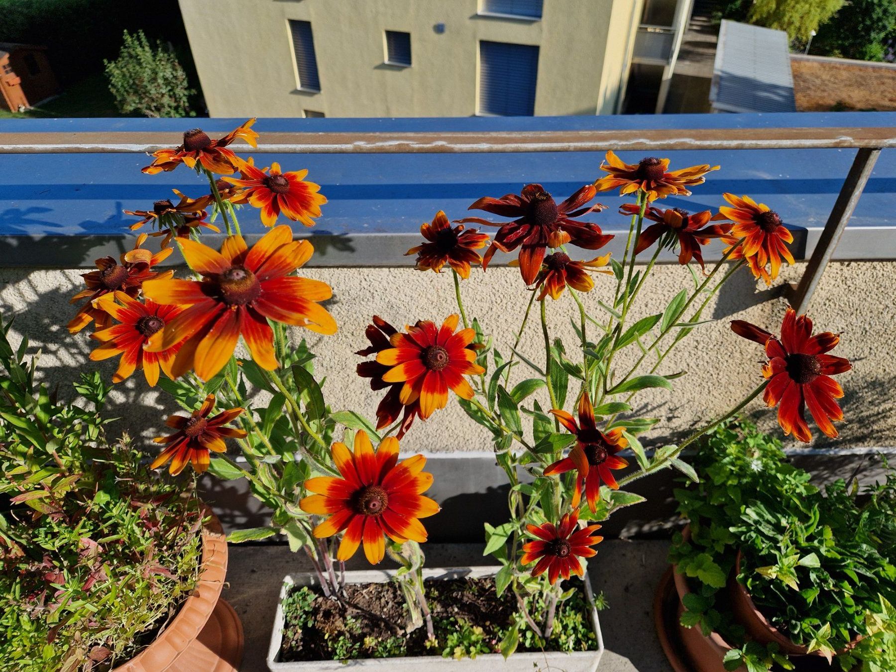 Piante & sementi: Balkon-/Gartenpflanze: Sonnenhut – Usato da Münchenbuchsee venduto da Aare22 2