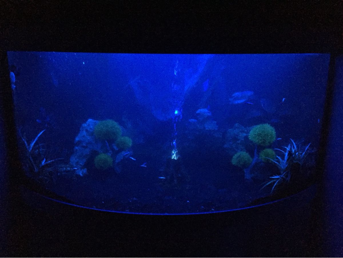 Juwel Aquarium: JUWEL Trigon 350 Liter – Gebraucht aus Berikon von MLukethe1st 1
