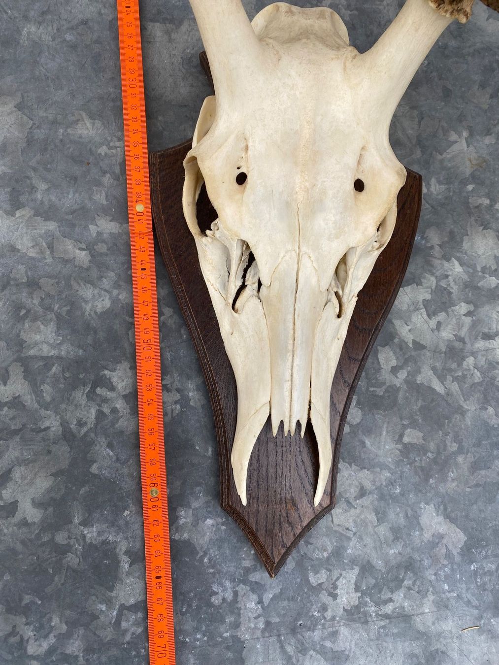 Altre raccolte & rarità: Hirschgeweih auf Holzschild, Trophäe, Dekoration, Jagd – Usato da Emmen venduto da Sutim2005 5