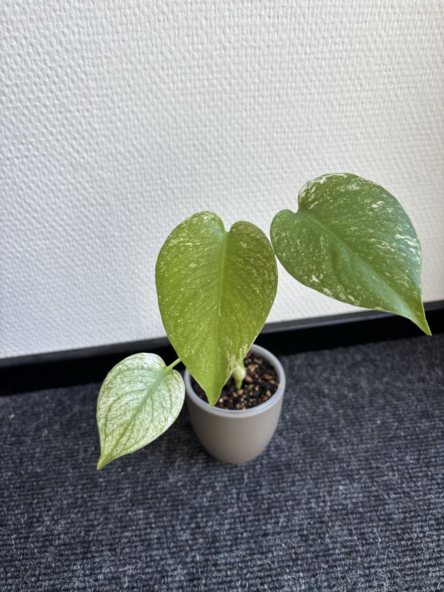 Piante & sementi: Monstera Mint – Usato da Alpnach Dorf venduto da lisa_plants