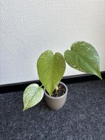 Monstera Mint