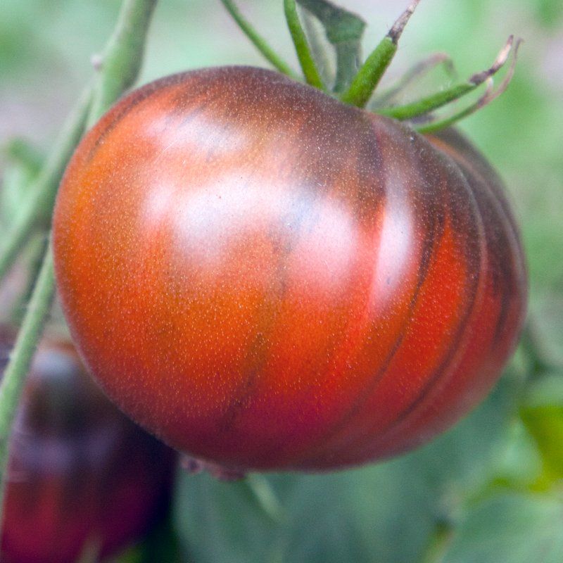 Pflanzen & Samen: Fleischtomate: Black Seaman - Pflanze! – Neu (gemäss Beschreibung) aus Steffisburg von Calceolaria 1