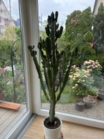 Zu verkaufen schöner Kaktus. Höhe 1m 80 cm. 