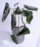Scindapsus pictus*Exotica*****