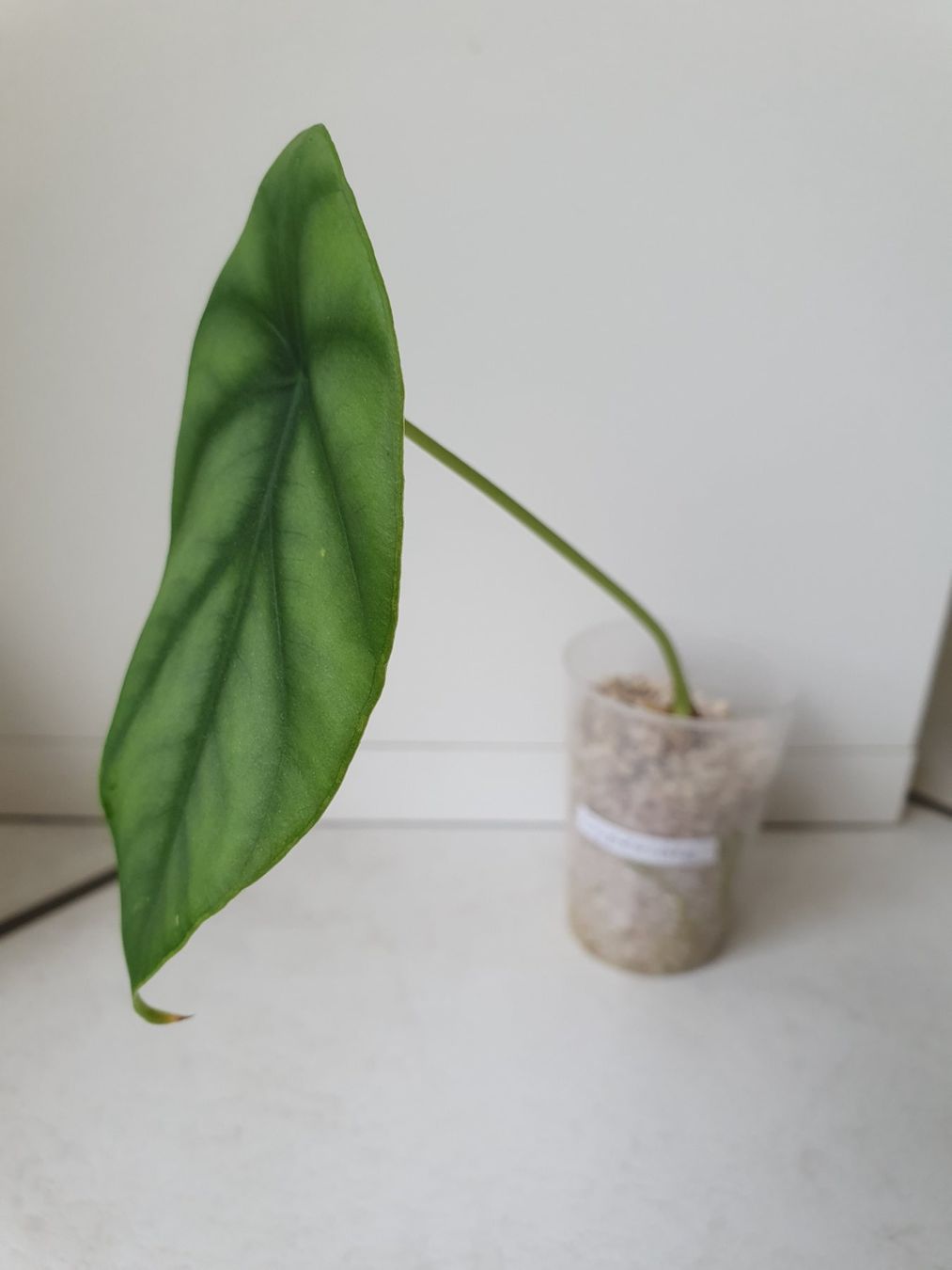 Piante & sementi: Alocasia Clypeolata – Usato da Erlinsbach SO venduto da Lea030 1