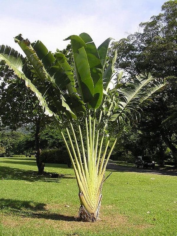 Piante & sementi: ravenala madagascariensis – Usato da Dübendorf venduto da Highqualityonly 1