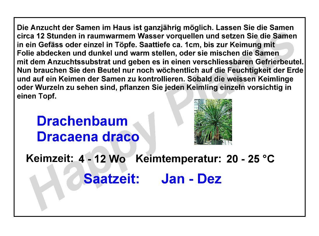 Piante & sementi: Kan. Drachenbaum - Dracaena draco  - 20 Samen – Nuovo e nell'imballaggio originale da Sumiswald venduto da Cham14558 3