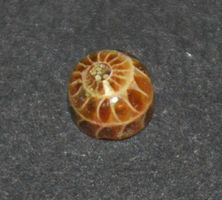 Cabochon L-8573 – Ammonit Fossil Rund 5mm