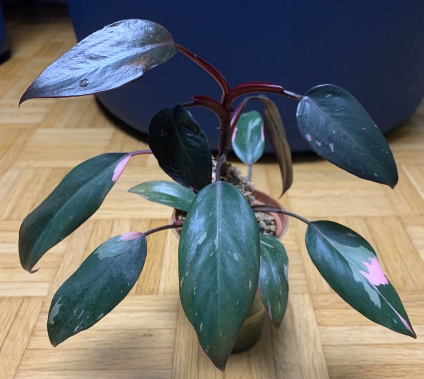 Philodendron Pink Princess | Kaufen auf Ricardo