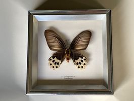 Schmetterling-Schaukasten | Atrophaneura horishanus