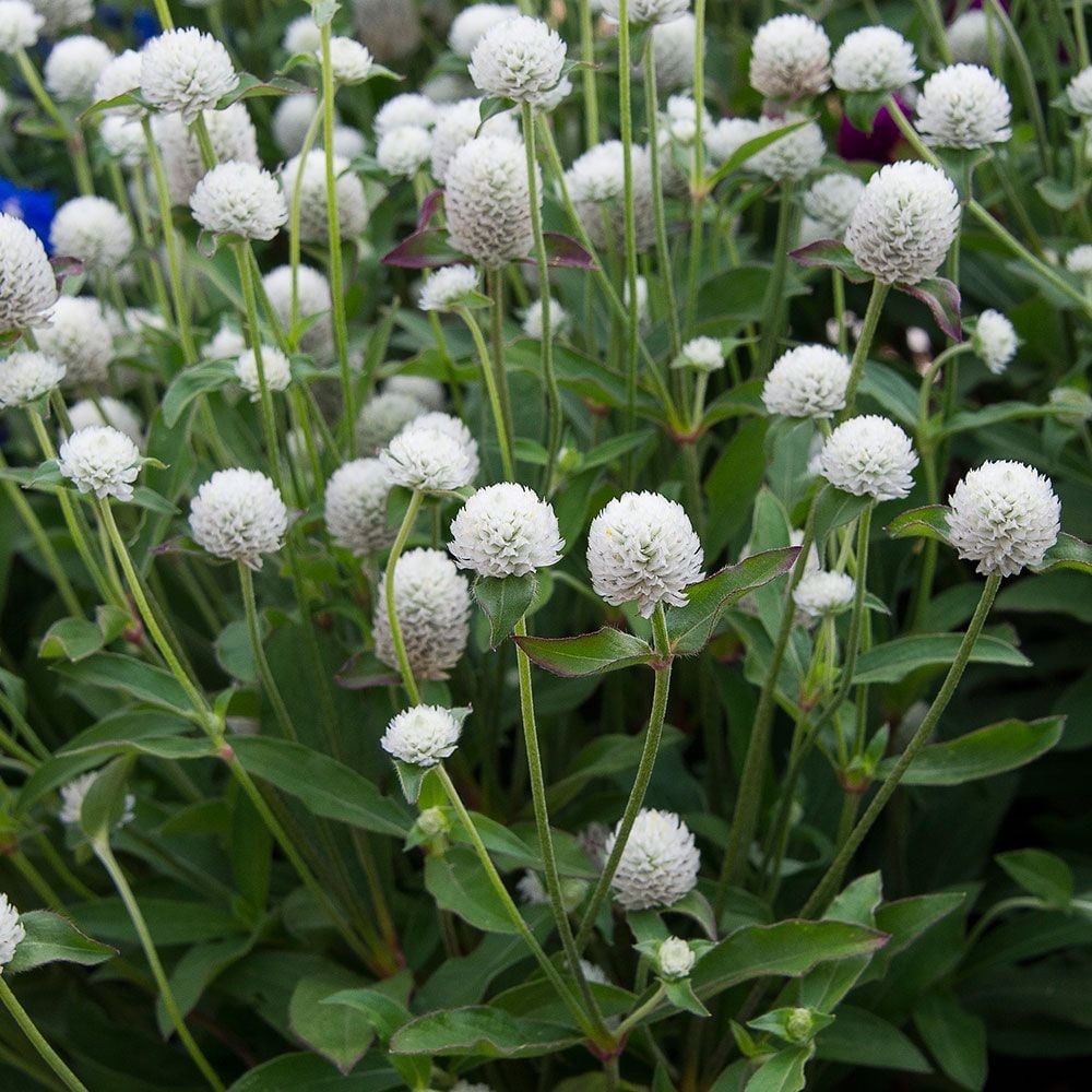 Pflanzen & Samen: 50 Samen Kugelamarant Gomphrena WHITE Samen – Neu (gemäss Beschreibung) aus Ehrendingen von VerveinaSamen 1