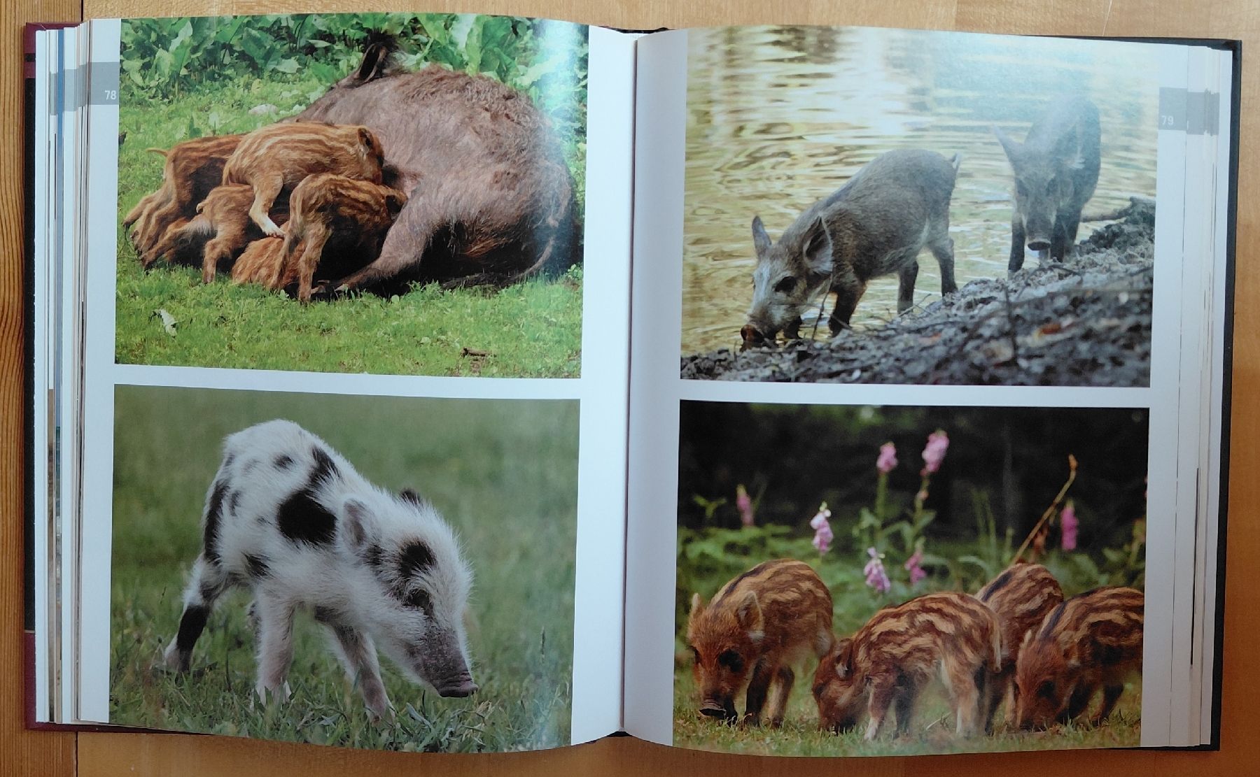 Libri: Schweine - Liebenswertes Borstenvieh – Usato da Trogen venduto da Limboo 5