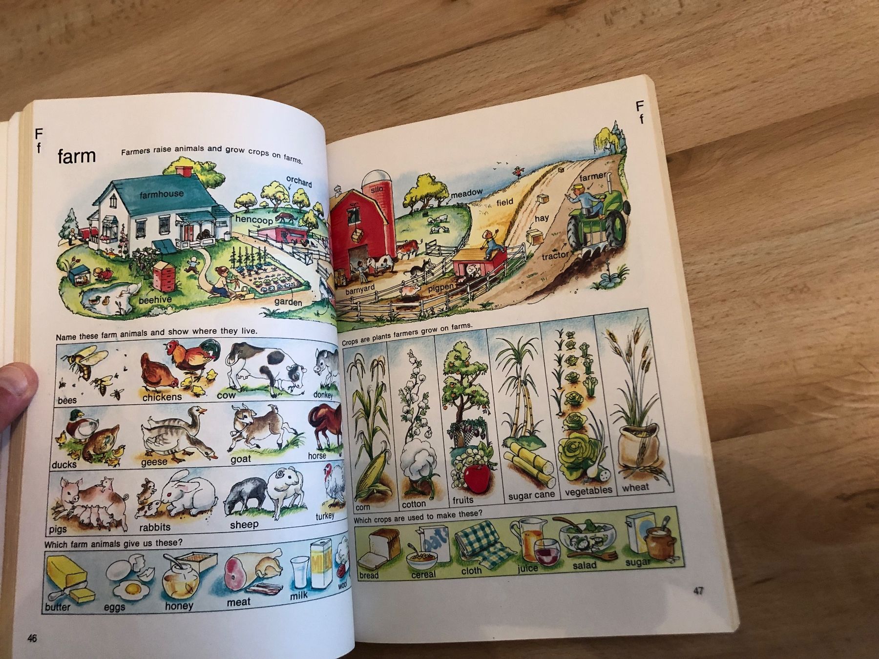 Libri: The golden picture dictionary – Usato da Oftringen venduto da mwi_kv82 2