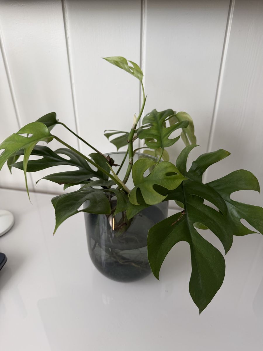 Piante & sementi: Monstera Ableger – Usato da Gunten venduto da starfish3