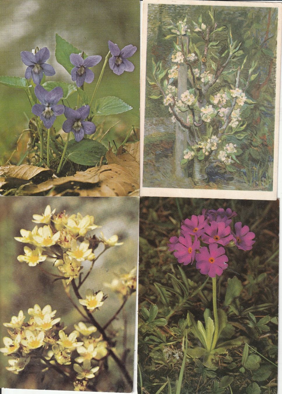 Ansichtskarten: 40 Blumenkarten – Gebraucht aus Lumbrein von made02 8