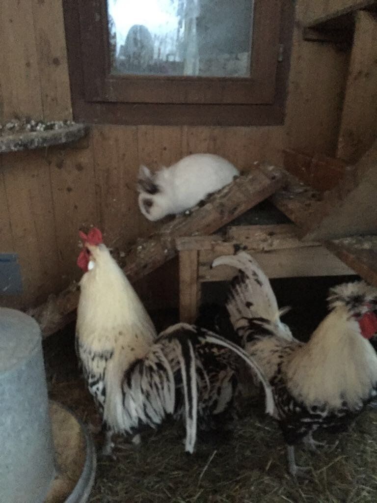 Cages, transport & sécurité: Hühnerstall – D'occasion à Wetzikon ZH par Wernersu 3