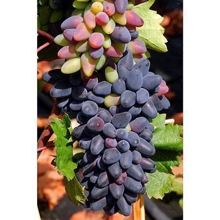 Piante & sementi: Vigne sans traitements PHILIPP – Nuovo (secondo la descrizione) da Bremblens venduto da FIBONACCI369