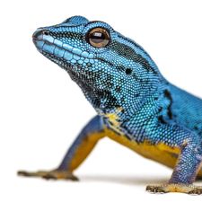 Profile image of Blue_Gecko